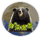 台湾黑熊